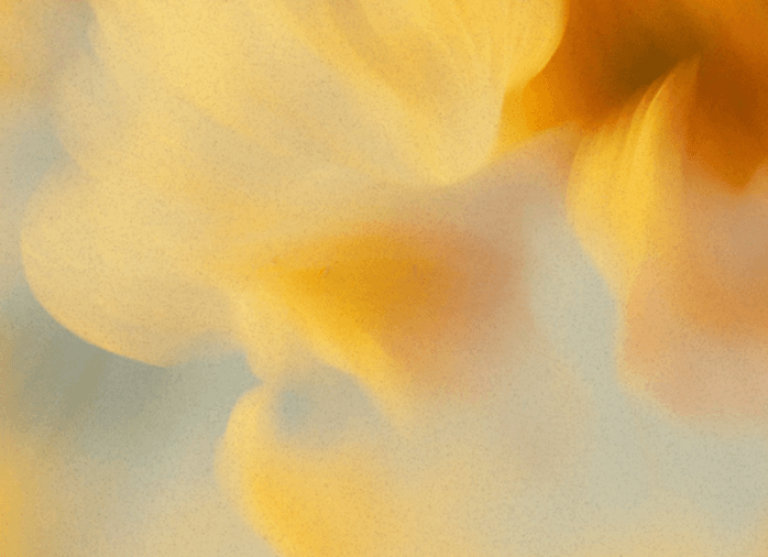Soft-focus close-up of pale yellow flower petals against a muted blue background.